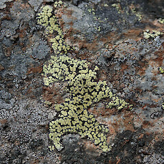 Hinewai Reserve, Banks Peninsula.<br>Photographer: Melissa Hutchison, Date taken: 19/10/2019, Licence: <a target='_blank' href='https://creativecommons.org/licenses/by-nc/4.0'>CC BY-NC</a>. <a class='member-message' href='/nzpcn/why-join-nzpcn/' target='_blank'>Members can view a larger version of this image.</a>