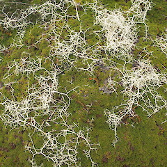 Growing on vegetation, Lewis Pass Canterbury.<br>Photographer: Melissa Hutchison, Date taken: 21/03/2015, Licence: <a target='_blank' href='https://creativecommons.org/licenses/by-nc/4.0'>CC BY-NC</a>. <a class='member-message' href='/nzpcn/why-join-nzpcn/' target='_blank'>Members can view a larger version of this image.</a>