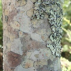 Corticolous on mapou, Kauri Point Auckland.<br>Photographer: Marley Ford, Licence: <a target='_blank' href='https://creativecommons.org/licenses/by-nc/4.0'>CC BY-NC</a>. <a class='member-message' href='/nzpcn/why-join-nzpcn/' target='_blank'>Members can view a larger version of this image.</a>