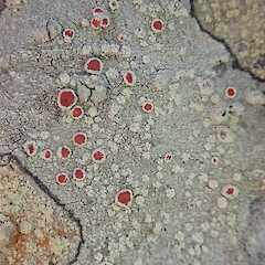 Corticolous on mapou, Kauri Point Auckland.<br>Photographer: Marley Ford, Date taken: 02/01/2022, Licence: <a target='_blank' href='https://creativecommons.org/licenses/by-nc/4.0'>CC BY-NC</a>. <a class='member-message' href='/nzpcn/why-join-nzpcn/' target='_blank'>Members can view a larger version of this image.</a>