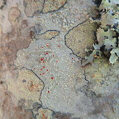 Corticolous on mapou, Kauri Point Auckland.<br>Photographer: Marley Ford, Date taken: 02/01/2022, Licence: <a target='_blank' href='https://creativecommons.org/licenses/by-nc/4.0'>CC BY-NC</a>. <a class='member-message' href='/nzpcn/why-join-nzpcn/' target='_blank'>Members can view a larger version of this image.</a>