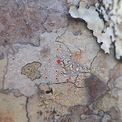 Corticolous on mapou, Kauri Point Auckland.<br>Photographer: Marley Ford, Date taken: 02/01/2022, Licence: <a target='_blank' href='https://creativecommons.org/licenses/by-nc/4.0'>CC BY-NC</a>. <a class='member-message' href='/nzpcn/why-join-nzpcn/' target='_blank'>Members can view a larger version of this image.</a>