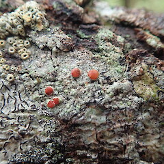 On Acaia melanxylum bark, Hunua Auckland.<br>Photographer: Marley Ford, Date taken: 15/11/2022, Licence: <a target='_blank' href='https://creativecommons.org/licenses/by-nc/4.0'>CC BY-NC</a>. <a class='member-message' href='/nzpcn/why-join-nzpcn/' target='_blank'>Members can view a larger version of this image.</a>