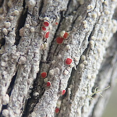Corticolous lichen on dead soft mingimingi. Tawharanui Auckland.<br>Photographer: Marley Ford, Date taken: 02/12/2022, Licence: <a target='_blank' href='https://creativecommons.org/licenses/by-nc/4.0'>CC BY-NC</a>. <a class='member-message' href='/nzpcn/why-join-nzpcn/' target='_blank'>Members can view a larger version of this image.</a>
