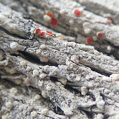 Corticolous lichen on dead soft mingimingi. Tawharanui Auckland.<br>Photographer: Marley Ford, Date taken: 02/12/2022, Licence: <a target='_blank' href='https://creativecommons.org/licenses/by-nc/4.0'>CC BY-NC</a>. <a class='member-message' href='/nzpcn/why-join-nzpcn/' target='_blank'>Members can view a larger version of this image.</a>