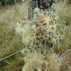 A robust form on a fence post, Tutamoe Northland.<br>Photographer: Marley Ford, Date taken: 29/03/2022, Licence: <a target='_blank' href='https://creativecommons.org/licenses/by-nc/4.0'>CC BY-NC</a>. <a class='member-message' href='/nzpcn/why-join-nzpcn/' target='_blank'>Members can view a larger version of this image.</a>