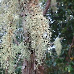 Corticolous on kahikatoa (Leptospermum scoparium agg.). Specimen with apothecia, Maungakino Waikato.<br>Photographer: Marley Ford, Date taken: 17/07/2020, Licence: <a target='_blank' href='https://creativecommons.org/licenses/by-nc/4.0'>CC BY-NC</a>. <a class='member-message' href='/nzpcn/why-join-nzpcn/' target='_blank'>Members can view a larger version of this image.</a>