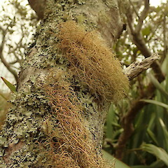 Corticolous on mangroves, Tokatoka Northland.<br>Photographer: Marley Ford, Date taken: 06/02/2020, Licence: <a target='_blank' href='https://creativecommons.org/licenses/by-nc/4.0'>CC BY-NC</a>. <a class='member-message' href='/nzpcn/why-join-nzpcn/' target='_blank'>Members can view a larger version of this image.</a>