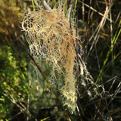 Corticolous on twig in peatlands, Kaimaumau Far North.<br>Photographer: Marley Ford, Date taken: 22/05/2020, Licence: <a target='_blank' href='https://creativecommons.org/licenses/by-nc/4.0'>CC BY-NC</a>. <a class='member-message' href='/nzpcn/why-join-nzpcn/' target='_blank'>Members can view a larger version of this image.</a>