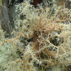 Robust form corticolous on fence post, Tutamoe Northland.<br>Photographer: Marley Ford, Date taken: 29/03/2021, Licence: <a target='_blank' href='https://creativecommons.org/licenses/by-nc/4.0'>CC BY-NC</a>. <a class='member-message' href='/nzpcn/why-join-nzpcn/' target='_blank'>Members can view a larger version of this image.</a>
