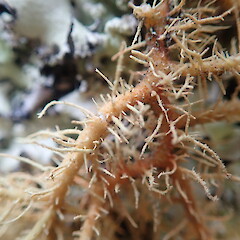 Fibrils.<br>Photographer: Marley Ford, Date taken: 29/03/2020, Licence: <a target='_blank' href='https://creativecommons.org/licenses/by-nc/4.0'>CC BY-NC</a>. <a class='member-message' href='/nzpcn/why-join-nzpcn/' target='_blank'>Members can view a larger version of this image.</a>