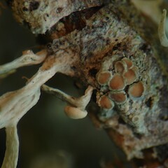 Lecania cyrtella