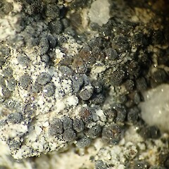 Lecania turicensis var. turicensis