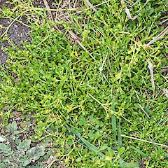 Taranaki.<br>Photographer: Jeremy R. Rolfe, Date taken: 13/02/2015, Licence: <a target='_blank' href='https://creativecommons.org/licenses/by/4.0'>CC BY</a>.