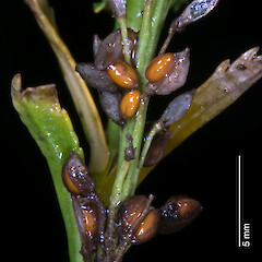 Mature silicles. In cultivation.<br>Photographer: Jeremy R. Rolfe, Date taken: 28/02/2009, Licence: <a target='_blank' href='https://creativecommons.org/licenses/by/4.0'>CC BY</a>. <a class='member-message' href='/nzpcn/why-join-nzpcn/' target='_blank'>Members can view a larger version of this image.</a>