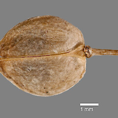 Mature silicle of Lepidium obtusatum.<br>Photographer: Jeremy R. Rolfe, Date taken: 16/12/2010, Licence: <a target='_blank' href='https://creativecommons.org/licenses/by/4.0'>CC BY</a>. <a class='member-message' href='/nzpcn/why-join-nzpcn/' target='_blank'>Members can view a larger version of this image.</a>