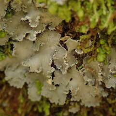 Fuscoderma limbatum