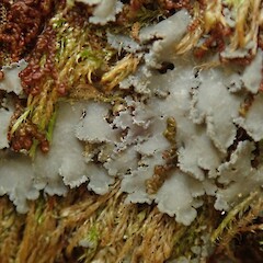 Corticolous in Red beech forest, Hinewai Bank’s Peninsula.<br>Photographer: Melissa Hutchison, Date taken: 02/01/2022, Licence: <a target='_blank' href='https://creativecommons.org/licenses/by-nc/4.0'>CC BY-NC</a>. <a class='member-message' href='/nzpcn/why-join-nzpcn/' target='_blank'>Members can view a larger version of this image.</a>