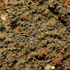 Corticolous, Fox Glacier West Coast.<br>Photographer: Marley Ford, Date taken: 10/07/2020, Licence: <a target='_blank' href='https://creativecommons.org/licenses/by-nc/4.0'>CC BY-NC</a>. <a class='member-message' href='/nzpcn/why-join-nzpcn/' target='_blank'>Members can view a larger version of this image.</a>