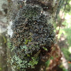 Fuscoderma applanatum