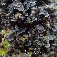 Corticolous in forest, Waihaha Pureora.<br>Photographer: Marley Ford, Date taken: 24/04/2021, Licence: <a target='_blank' href='https://creativecommons.org/licenses/by-nc/4.0'>CC BY-NC</a>. <a class='member-message' href='/nzpcn/why-join-nzpcn/' target='_blank'>Members can view a larger version of this image.</a>