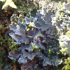 Fuscoderma amphibolum