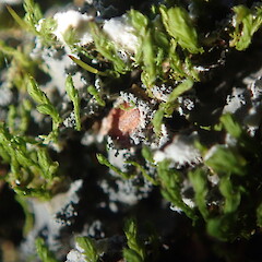 Apothecia.<br>Photographer: Marley Ford, Date taken: 09/04/2021, Licence: <a target='_blank' href='https://creativecommons.org/licenses/by-nc/4.0'>CC BY-NC</a>. <a class='member-message' href='/nzpcn/why-join-nzpcn/' target='_blank'>Members can view a larger version of this image.</a>