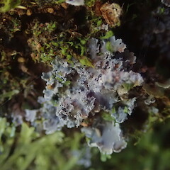 Corticolous, Oban Stewart Island.<br>Photographer: Marley Ford, Date taken: 09/04/2021, Licence: <a target='_blank' href='https://creativecommons.org/licenses/by-nc/4.0'>CC BY-NC</a>. <a class='member-message' href='/nzpcn/why-join-nzpcn/' target='_blank'>Members can view a larger version of this image.</a>