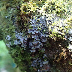 Corticolous, Oban Stewart Island.<br>Photographer: Marley Ford, Date taken: 09/04/2021, Licence: <a target='_blank' href='https://creativecommons.org/licenses/by-nc/4.0'>CC BY-NC</a>. <a class='member-message' href='/nzpcn/why-join-nzpcn/' target='_blank'>Members can view a larger version of this image.</a>
