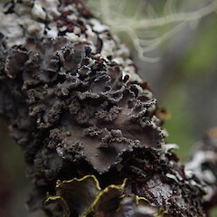 Corticolous in subalpine scrub, Kahurangi Nelson.<br>Photographer: Marley Ford, Date taken: 03/01/2021, Licence: <a target='_blank' href='https://creativecommons.org/licenses/by-nc/4.0'>CC BY-NC</a>. <a class='member-message' href='/nzpcn/why-join-nzpcn/' target='_blank'>Members can view a larger version of this image.</a>