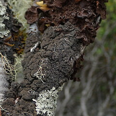 Corticolous in subalpine scrub, Kahurangi Nelson.<br>Photographer: Marley Ford, Date taken: 03/01/2021, Licence: <a target='_blank' href='https://creativecommons.org/licenses/by-nc/4.0'>CC BY-NC</a>. <a class='member-message' href='/nzpcn/why-join-nzpcn/' target='_blank'>Members can view a larger version of this image.</a>