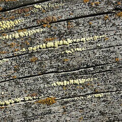 Amandinea porulosa