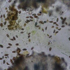 Spores.<br>Photographer: Allison Knight, Date taken: 12/03/2012, Licence: All rights reserved. <a class='member-message' href='/nzpcn/why-join-nzpcn/' target='_blank'>Members can view a larger version of this image.</a>