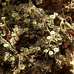 Terricolous, St John’s Bush Auckland.<br>Photographer: Marley Ford, Date taken: 01/02/2020, Licence: <a target='_blank' href='https://creativecommons.org/licenses/by-nc/4.0'>CC BY-NC</a>. <a class='member-message' href='/nzpcn/why-join-nzpcn/' target='_blank'>Members can view a larger version of this image.</a>