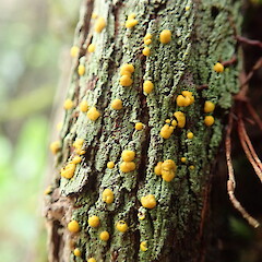 Corticolous lichen on rata vine, Bream Head Whangarei.<br>Photographer: Marley Ford, Date taken: 07/11/2020, Licence: <a target='_blank' href='https://creativecommons.org/licenses/by-nc/4.0'>CC BY-NC</a>. <a class='member-message' href='/nzpcn/why-join-nzpcn/' target='_blank'>Members can view a larger version of this image.</a>