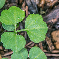 Leaf-margin hydathodes at tips of lobes. Khandallah, Wellington.<br>Photographer: Jeremy R. Rolfe, Date taken: 24/09/2013, Licence: <a target='_blank' href='https://creativecommons.org/licenses/by/4.0'>CC BY</a>. <a class='member-message' href='/nzpcn/why-join-nzpcn/' target='_blank'>Members can view a larger version of this image.</a>