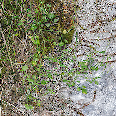 Cobb Valley.<br>Photographer: Jeremy R. Rolfe, Date taken: 18/03/2016, Licence: <a target='_blank' href='https://creativecommons.org/licenses/by/4.0'>CC BY</a>. <a class='member-message' href='/nzpcn/why-join-nzpcn/' target='_blank'>Members can view a larger version of this image.</a>