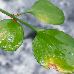 Hydathodes in leaflet axils (circled) are tiny and often caducous (falling off at an early stage). Cobb Valley.<br>Photographer: Jeremy R. Rolfe, Date taken: 18/03/2016, Licence: <a target='_blank' href='https://creativecommons.org/licenses/by/4.0'>CC BY</a>. <a class='member-message' href='/nzpcn/why-join-nzpcn/' target='_blank'>Members can view a larger version of this image.</a>