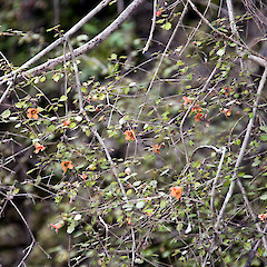 Te Paki.<br>Photographer: Jeremy R. Rolfe, Date taken: 22/10/2009, Licence: <a target='_blank' href='https://creativecommons.org/licenses/by/4.0'>CC BY</a>.