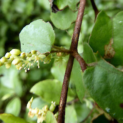 Flowering at Gordon Park Scenic Reserve, on forest edge.<br>Photographer: Colin C. Ogle, Date taken: 11/01/2022, Licence: <a target='_blank' href='https://creativecommons.org/licenses/by-nc/4.0'>CC BY-NC</a>. <a class='member-message' href='/nzpcn/why-join-nzpcn/' target='_blank'>Members can view a larger version of this image.</a>
