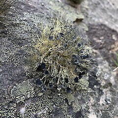 Saxicolous, The Remarkables.<br>Photographer: Allison Knight, Date taken: 29/01/2019, Licence: All rights reserved. <a class='member-message' href='/nzpcn/why-join-nzpcn/' target='_blank'>Members can view a larger version of this image.</a>