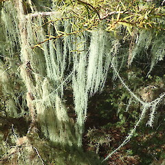 Common forest margin on podocarps, Waimamaku Northland.<br>Photographer: Marley Ford, Date taken: 08/05/2020, Licence: <a target='_blank' href='https://creativecommons.org/licenses/by-nc/4.0'>CC BY-NC</a>. <a class='member-message' href='/nzpcn/why-join-nzpcn/' target='_blank'>Members can view a larger version of this image.</a>