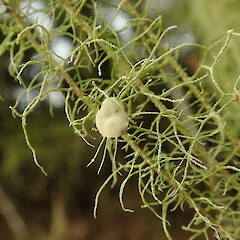Apothecia.<br>Photographer: Marley Ford, Date taken: 21/07/2020, Licence: <a target='_blank' href='https://creativecommons.org/licenses/by-nc/4.0'>CC BY-NC</a>. <a class='member-message' href='/nzpcn/why-join-nzpcn/' target='_blank'>Members can view a larger version of this image.</a>