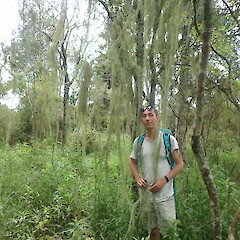Large Usnea in swamp forest, Hikurangi Northland.<br>Photographer: Marley Ford, Date taken: 08/11/2020, Licence: <a target='_blank' href='https://creativecommons.org/licenses/by-nc/4.0'>CC BY-NC</a>. <a class='member-message' href='/nzpcn/why-join-nzpcn/' target='_blank'>Members can view a larger version of this image.</a>