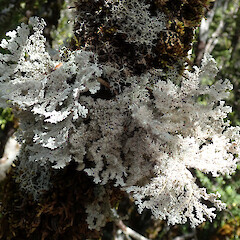 Kepler Track, Fiordland.<br>Photographer: Melissa Hutchison, Date taken: 08/02/2020, Licence: <a target='_blank' href='https://creativecommons.org/licenses/by-nc/4.0'>CC BY-NC</a>. <a class='member-message' href='/nzpcn/why-join-nzpcn/' target='_blank'>Members can view a larger version of this image.</a>