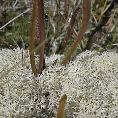 Photographer: Jerry Cooper, Date taken: 13/01/2022, Licence: All rights reserved. <a class='member-message' href='/nzpcn/why-join-nzpcn/' target='_blank'>Members can view a larger version of this image.</a>