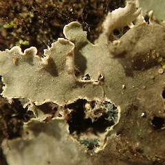 Upper surface.<br>Photographer: Marley Ford, Licence: <a target='_blank' href='https://creativecommons.org/licenses/by-nc/4.0'>CC BY-NC</a>. <a class='member-message' href='/nzpcn/why-join-nzpcn/' target='_blank'>Members can view a larger version of this image.</a>