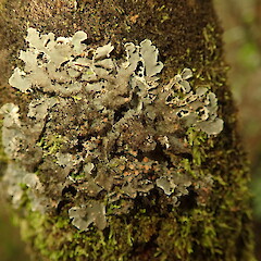 Corticolous, Bog Pine Reserve Pureora.<br>Photographer: Marley Ford, Date taken: 18/07/2020, Licence: <a target='_blank' href='https://creativecommons.org/licenses/by-nc/4.0'>CC BY-NC</a>. <a class='member-message' href='/nzpcn/why-join-nzpcn/' target='_blank'>Members can view a larger version of this image.</a>