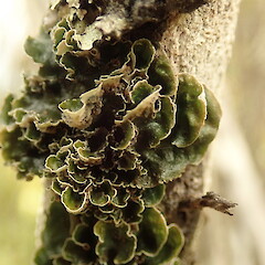 Corticolous in alpine shrub, Arthur’s Pass.<br>Photographer: Marley Ford, Date taken: 21/02/2020, Licence: <a target='_blank' href='https://creativecommons.org/licenses/by-nc/4.0'>CC BY-NC</a>. <a class='member-message' href='/nzpcn/why-join-nzpcn/' target='_blank'>Members can view a larger version of this image.</a>