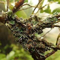 Corticolous, Mt Te Aroha.<br>Photographer: Marley Ford, Date taken: 30/05/2020, Licence: <a target='_blank' href='https://creativecommons.org/licenses/by-nc/4.0'>CC BY-NC</a>. <a class='member-message' href='/nzpcn/why-join-nzpcn/' target='_blank'>Members can view a larger version of this image.</a>